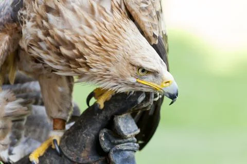 Imperial Eagle Foto stock