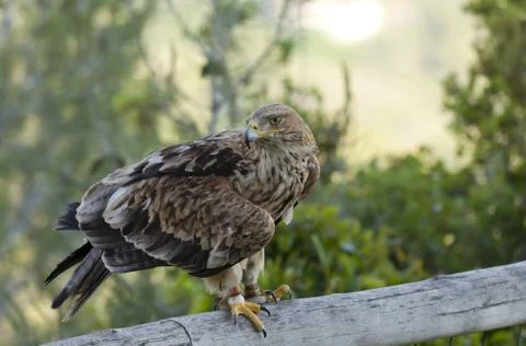 Imperial Eagle Stock-Fotos