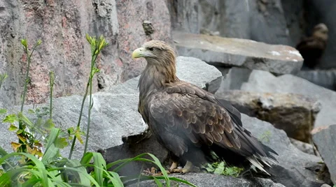 Imperial eagle on rock Stock Footage 65067728