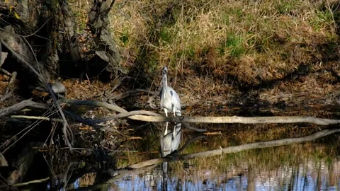 Imperial Heron in the river at dawn Stock Footage 179010256