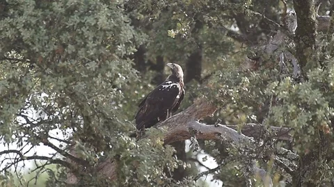 Imperial Iberian eagle perched on the oak branch Stock Footage 117223424