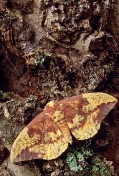 Imperial moth (eacles imperialis) Fotos Stock