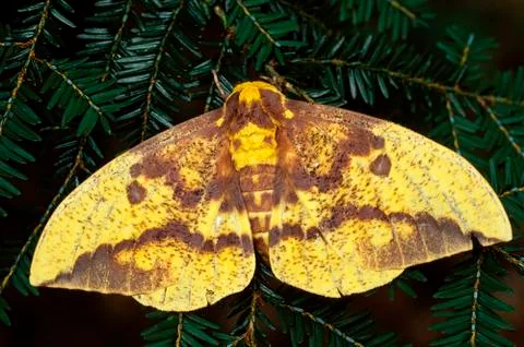 Imperial moth (eacles imperialis) 스톡 사진