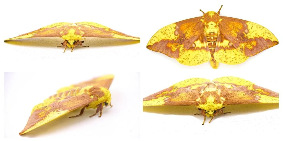Imperial moth - Eacles imperialis - a very large yellow red orange brown pu.. Stock Photos