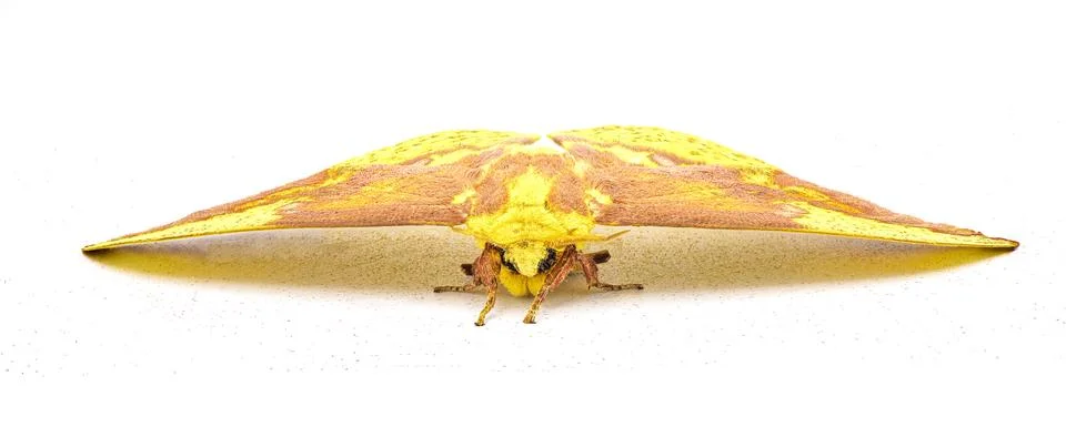 Imperial moth - Eacles imperialis - a very large yellow red orange brown pu.. Stock Photos