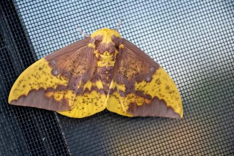 Imperial moth on screen Stock Photos