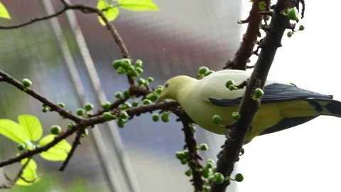 Imperial pigeon Stock Footage 150539406