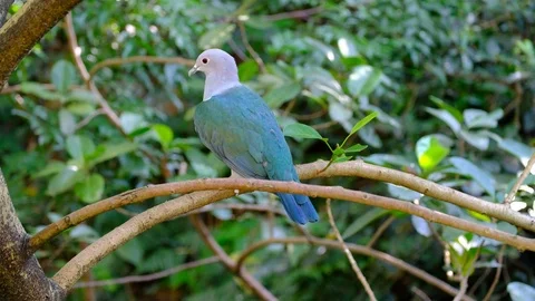 Imperial Pigeon in the forest canopy Stock Footage 81656466