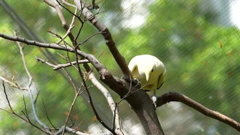 Imperial pigeons Stock Footage 150442605