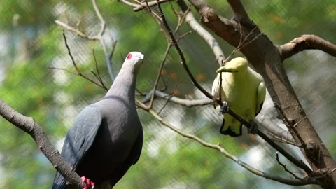 Imperial pigeons Stock Footage 150444686