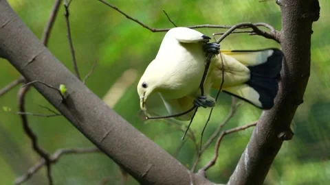Imperial pigeons Stock Footage 150445062
