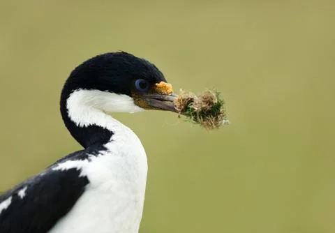 Imperial shag with nesting material in the beak Stock Photos