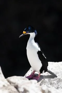 Imperial Shag Stock Photos