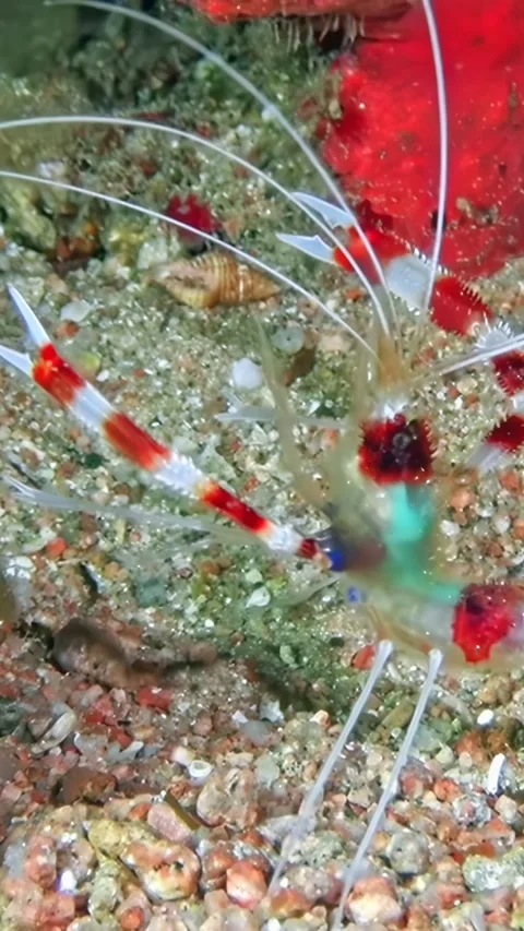 Imperial shrimp struts its stuff in Aqaba's coral garden Video stock 312714365