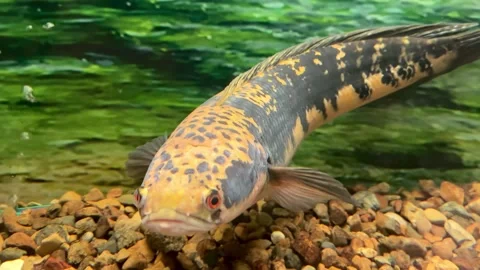 Imperial Snakehead (Fish) Stock Footage 346784492