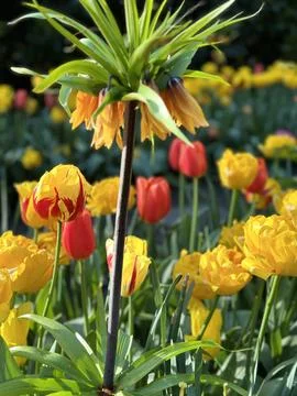 Imperial tulip Foto stock