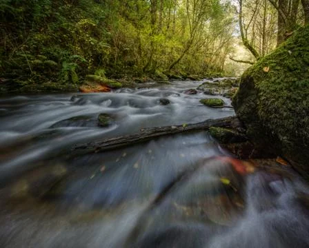 Impetuous spring current flows under the rotten trunk of a tree Stock Photos