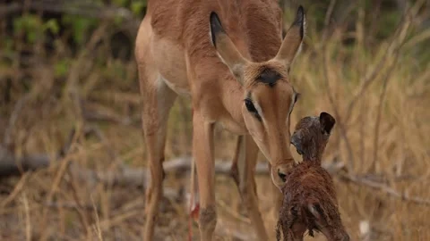 Implala new born litter, animal begaviour in nature, Okavago delta in Botswana.  Stockbeeldmateriaal 260325153