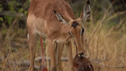 Implala new born litter, animal begaviour in nature, Okavago delta in Botswana.  Vídeo Stock 260325206