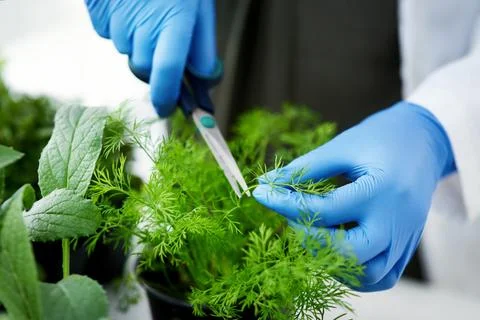 The importance of plants cannot be underestimated. a scientist getting samples Foto stock