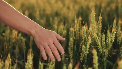 Importance Sustainable Agriculture Exploring Concept Organic Farming From Seed Stock Footage 246723937