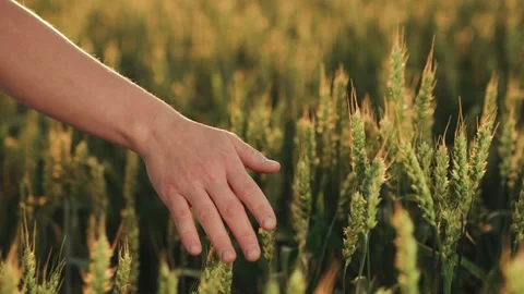 Importance Sustainable Agriculture Exploring Concept Organic Farming From Seed Stock Footage 247111981
