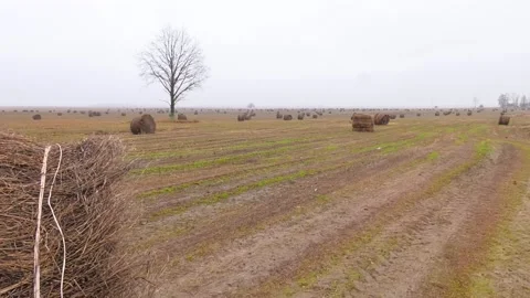 Important agricultural crop Video stock 231741920