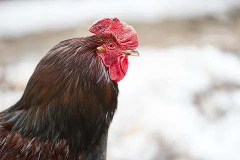 An important black rooster with a red beard and a crest in profile. Foto stock