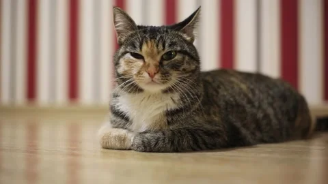 Important boss cat is lying on the floor Stock Footage 144813401