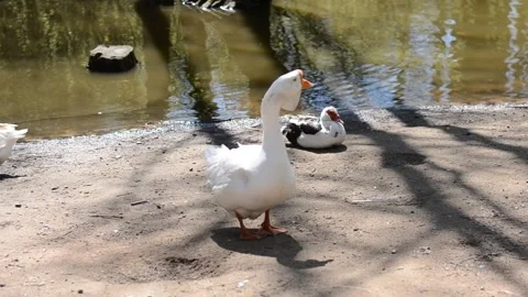 An important goose Stock Footage 194097182