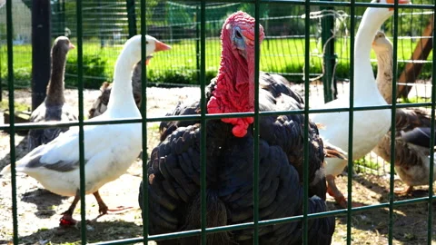 An important turkey with a red beard looks through the grate Stock Footage 89882110