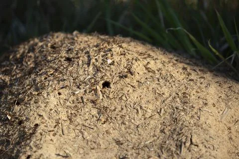 Imported Fire Ants Stock Photos