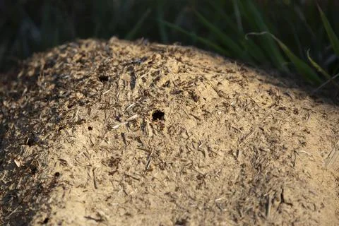 Imported Fire Ants Stock Photos