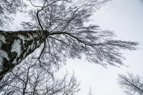 Imposing birch tree Stock Photos