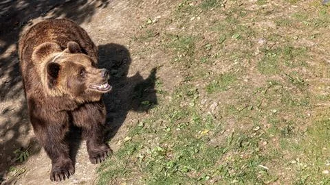 An imposing brown bear, baring its teeth in a naturalistic setting, or smiling Stock Photos