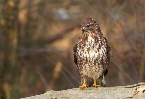 Imposing buzzard sitting on old tree trunk Stock Photos