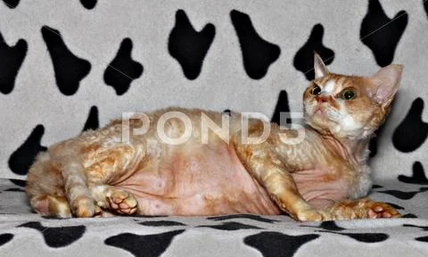 Imposing cat Stock Photos