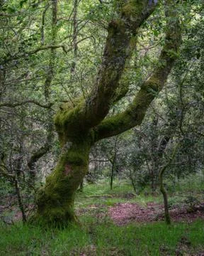Imposing centennial oak tree covered with moss Stock Photos