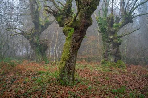Imposing chestnut trees with rough trunks in the fog Stock Photos