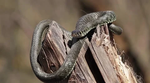 Imposing Grass snake flicking his tongue, Natrix natrix Video stock 42590505