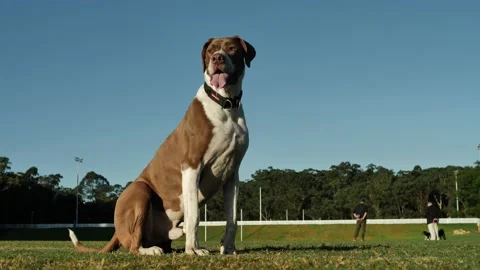 Imposing Great Dane at a park slow motion 4K Stock Footage 196131719