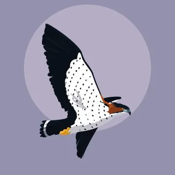 Imposing hawk bird flying Stock Illustration