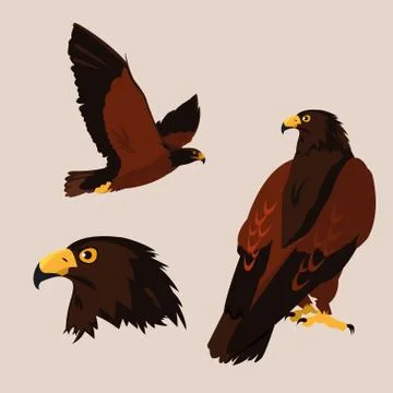 Imposing hawks birds with different poses Stock Illustration