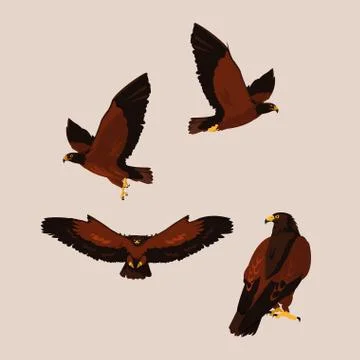 Imposing hawks birds with different poses Stock Illustration