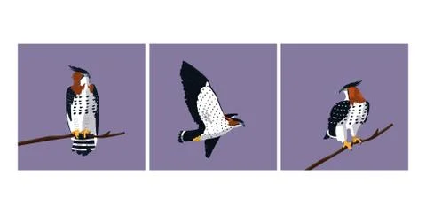 Imposing hawks birds with different poses Stock Illustration