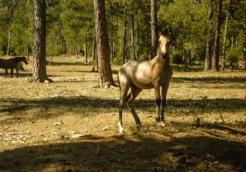 Imposing horse in a forest. Stock-Fotos