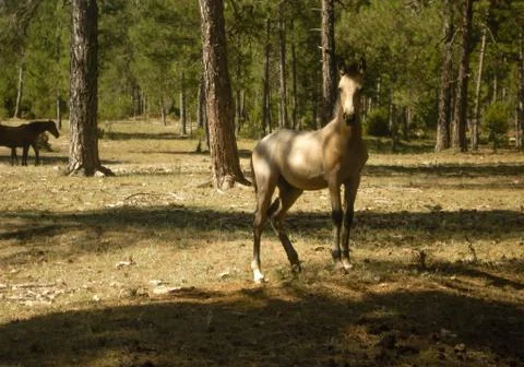 Imposing horse in a forest. Stock Photos