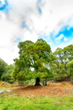 An imposing old chestnut tree in a chestnut grove in El Tiemblo, Avila, Stock Photos