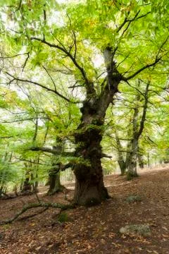An imposing old chestnut tree in a chestnut grove in El Tiemblo, Avila, Stock Photos