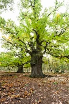 An imposing old chestnut tree in a chestnut grove in El Tiemblo, Avila, Stock Photos